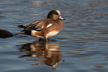 American Wigeon Male Duck Standing in the Water With Reflection
