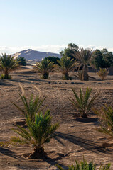 Fototapeta premium Morning light on village outskirts, Merzouga, Morocco
