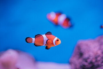 Amphiprion Ocellaris Clownfish In Marine Aquarium
