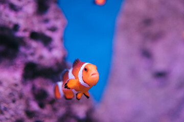 Amphiprion Ocellaris Clownfish In Marine Aquarium
