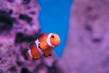 Fototapeta na wymiar Amphiprion Ocellaris Clownfish In Marine Aquarium