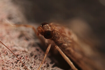 A closeup macro shot of a moth about 1.5cm in length
