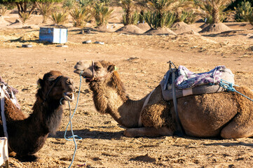 Camels returned from overnight camp on sand dunes of Erg Chebbi, Merzouga, Morocco