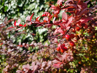 Obraz premium A branch of barberry bush (Berberis x ottawensis) with red berries and crimson leaves.