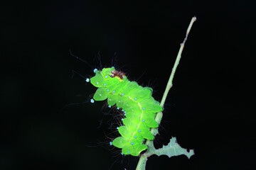 The larvae of the green tailed silkworm moth are on the green leaves