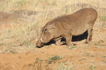 Warzenschwein / Warthog / Phacochoerus africanus