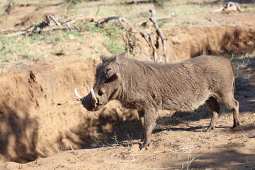 Fototapeta premium Warzenschwein / Warthog / Phacochoerus africanus