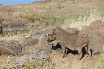 Fototapeta premium Warzenschwein / Warthog / Phacochoerus africanus