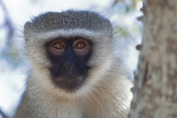 Grüne Meerkatze / Vervet monkey / Cercopithecus aethiops .