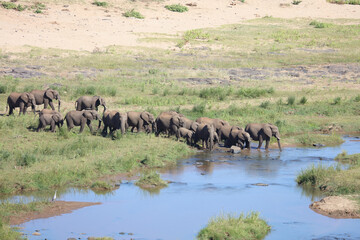 Obraz premium Afrikanischer Elefant im Olifants River/ African elephant in Olifants River / Loxodonta africana