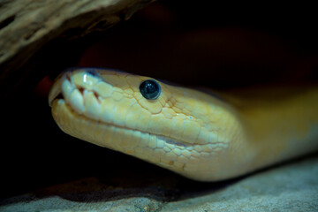 The golden python is reptilian on blur background 