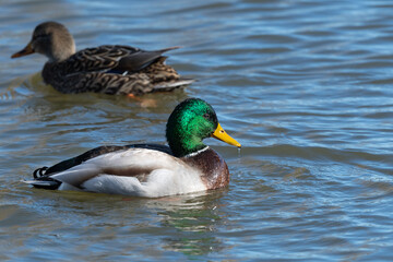 Obraz premium Male Mallard with Wet Dripping Head