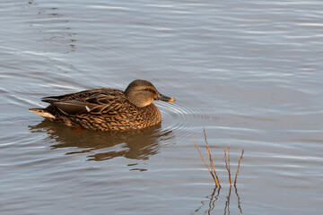 Female Mallard Out for a Leisurely Swim
