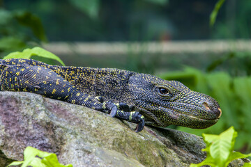 Salvadori's monitor (Varanus salvadorii) is one of the longest lizards in the world
It is an arboreal lizard with a dark green body marked with bands of yellowish spots.
