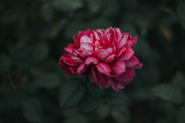 pink rose in the garden