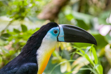 A Channel-billed toucan( Ramphastos vitellinus) stands on the tree
Like other toucans, the channel-billed is brightly marked and has a huge bill.
Found in Trinidad and in tropical South America.