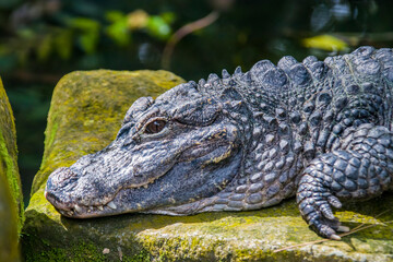 The closeup image of Chinese alligator (Alligator sinensis).
A critically endangered crocodile endemic to China. 
Dark gray or black in color with a fully armored body.