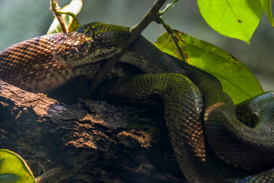 Macklot's python (Liasis mackloti) is a species of python, a nonvenomous snake in the family Pythonidae. It is endemic to Indonesia, East Timor, Papua New Guinea, and coastal northern Australia. 