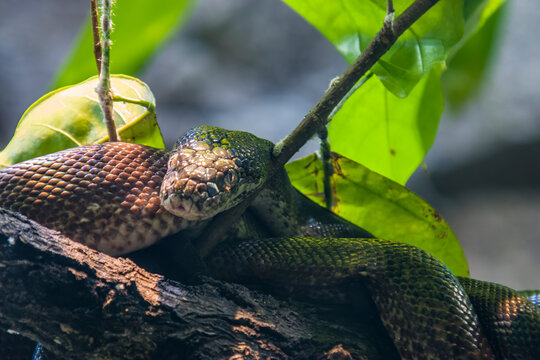 Macklot's python (Liasis mackloti) is a species of python, a nonvenomous snake in the family Pythonidae. It is endemic to Indonesia, East Timor, Papua New Guinea, and coastal northern Australia. 