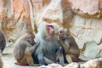 Two Hamadryas baboons (Papio hamadryas) are looking for lice for a male one. 
It is a species of baboon from the Old World monkey family. It appears in various roles in ancient Egyptian religion.