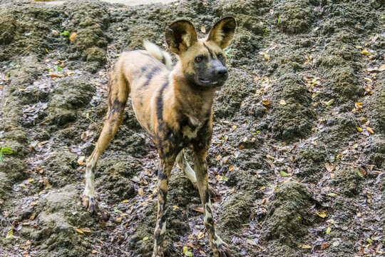 The African wild dog(Lycaon pictus) is a canid native to sub-Saharan Africa. It is the largest indigenous canid in Africa.  A highly social animal, living in packs with separate dominance hierarchies.