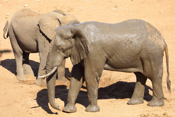 Afrikanischer Elefant / African elephant / Loxodonta africana