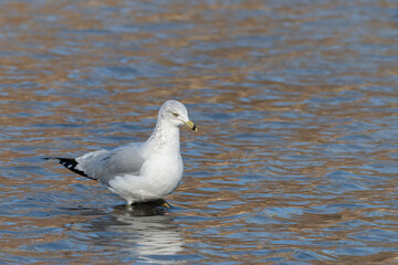 Ring Billed Gull Strolling on the Mud Flats