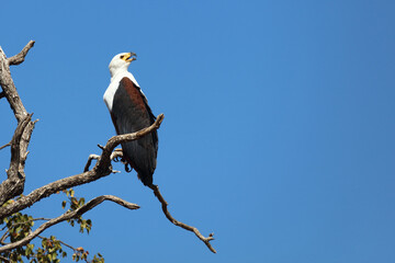 Afrikanischer Schreiseeadler / African fish-eagle / Haliaeetus vocifer.