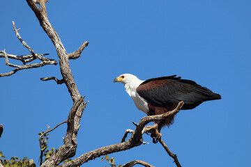 Afrikanischer Schreiseeadler / African fish-eagle / Haliaeetus vocifer.