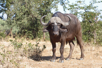 Obraz premium Kaffernbüffel / Buffalo / Syncerus caffer