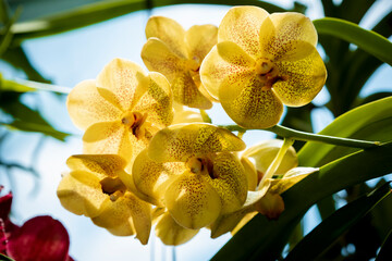 Close up of Beautiful Orchid flower on blur background