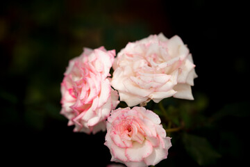 rose on blur background 