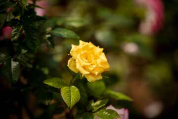 rose on blur background 