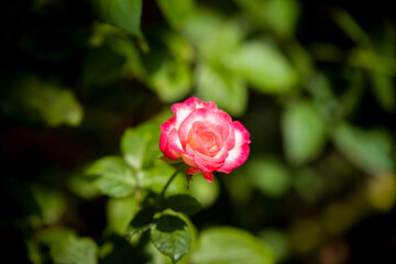 rose on blur background 