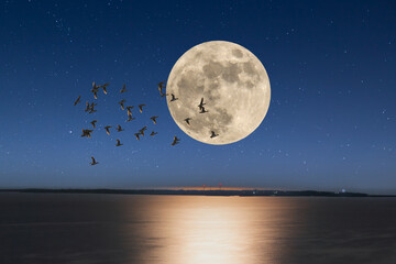 満月の夜と沖縄の海 © imacoconut