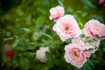 beautiful rose flower on blur background 