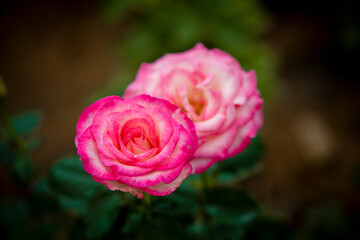 beautiful rose flower on blur background 