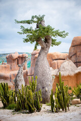 baobab tree