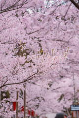 Full of bloom on Japanese Sakura