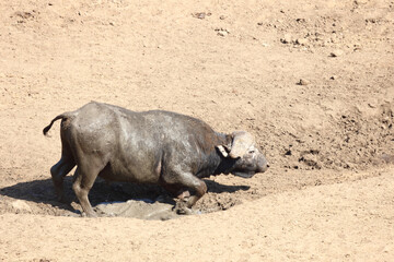 Kaffernb&uuml;ffel / Buffalo / Syncerus caffer