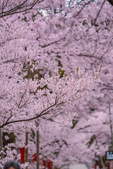 Fototapeta premium Full of bloom on Japanese Sakura