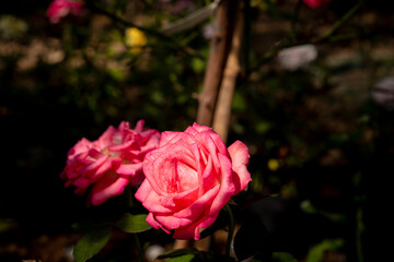 beautiful rose flower on blur background 