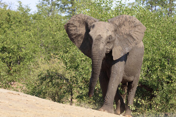Fototapeta premium Afrikanischer Elefant / African elephant / Loxodonta africana