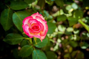 beautiful rose flower on blur background 
