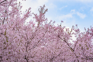 Full of bloom on Japanese Sakura