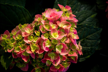 background: closeup of a flower of a hydrangea plant, great color, photographed in a flower exhibition, autumn,