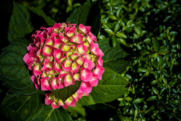 background: closeup of a flower of a hydrangea plant, great color, photographed in a flower exhibition, autumn,