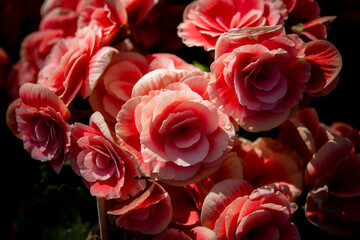 Begonia flowers use for background 