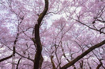 Full of bloom on Japanese Sakura
