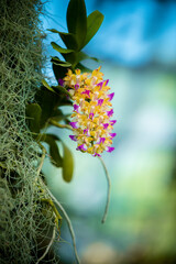 Close up of Beautiful Orchid flower on blur background